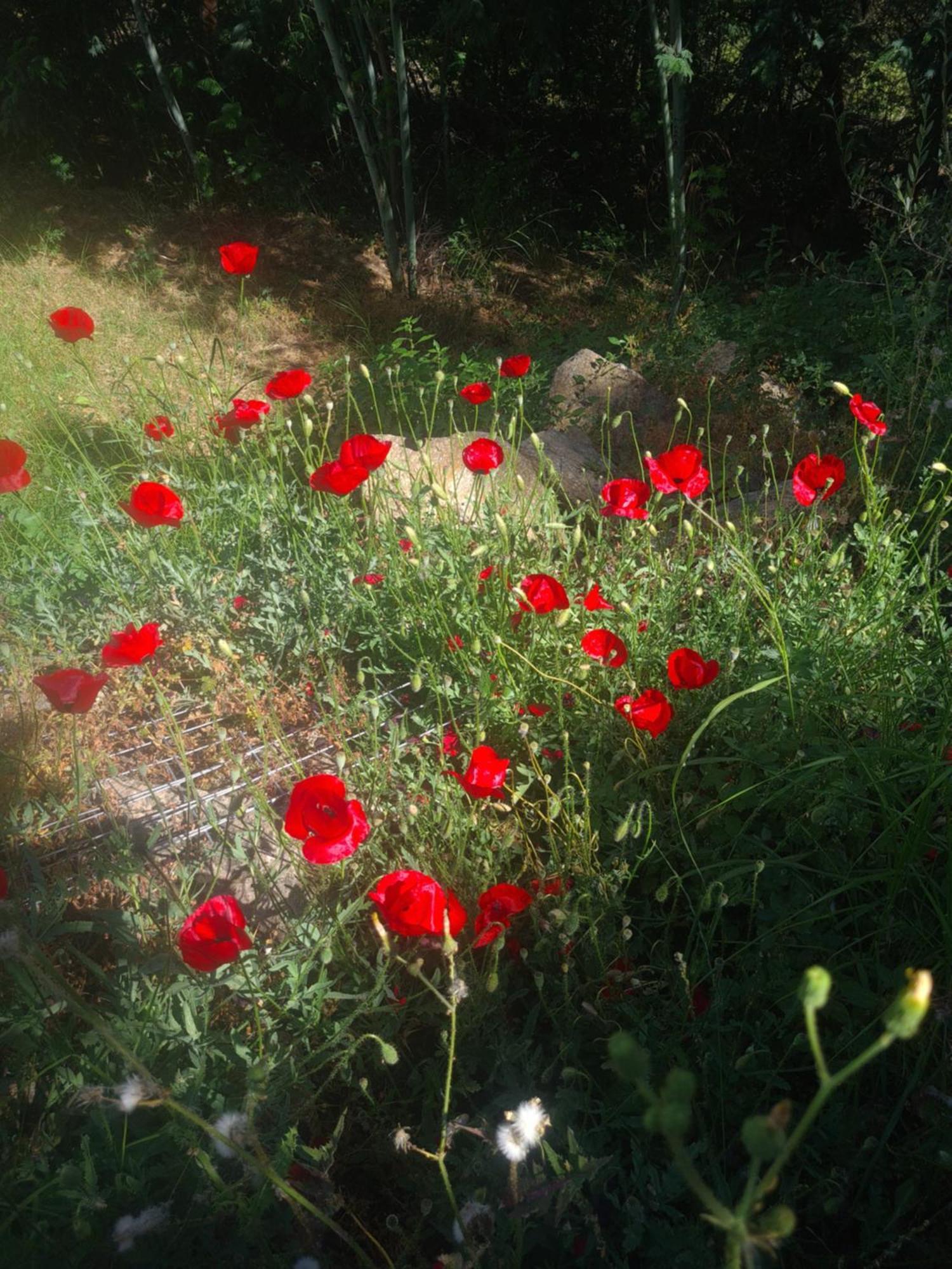 Spitikariotiko Ikarian Cottage Ράχες Εξωτερικό φωτογραφία